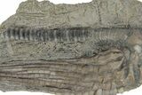 Fossil Crinoid (Halysiocrinus) - Monroe County, Indiana #231971-1